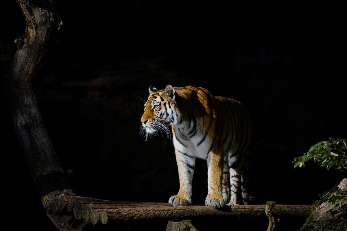tiger, animal, wildlife, predator, nature, wildcat, feline, mammal, animal photography, zoo, tiergarten, nuremberg, fur, template