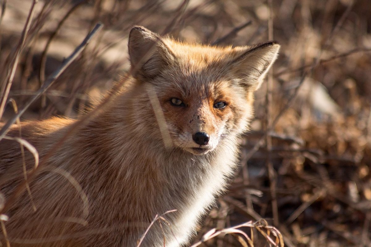 animal, mammal, fox, wild, forest, species, fauna, nature, wildlife