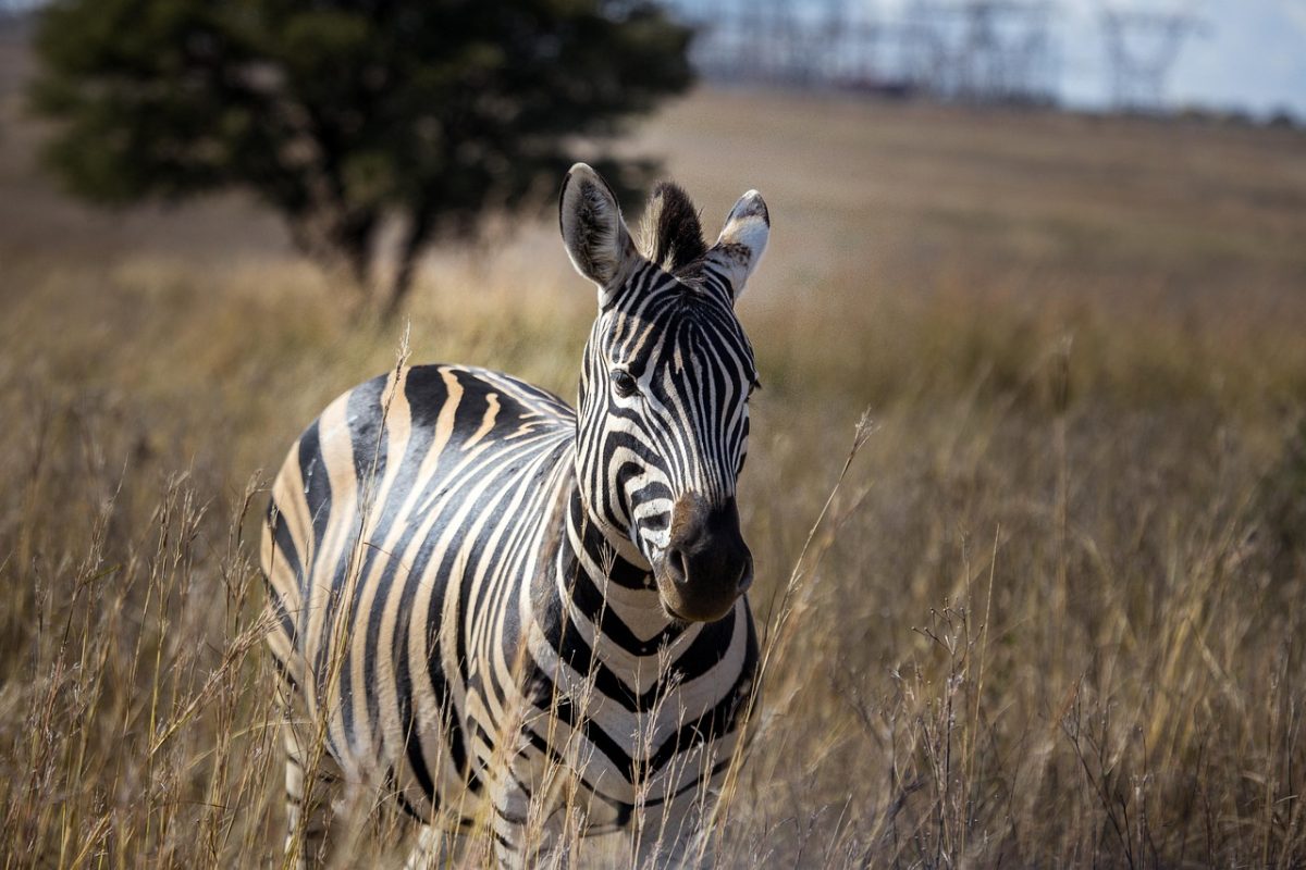 zebra, africa, wildlife, species, fauna, animal, mammal, nature, equine