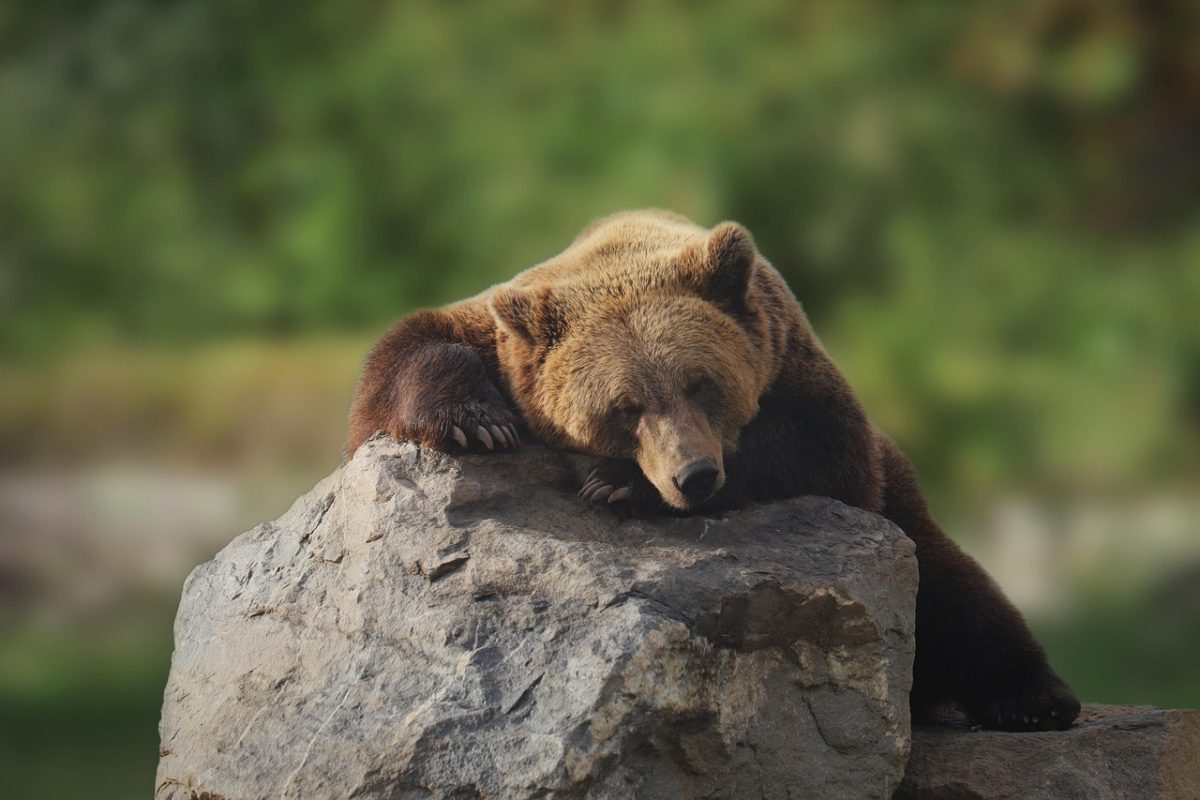 bear, beast, nature, dormant, mammal, good, animal