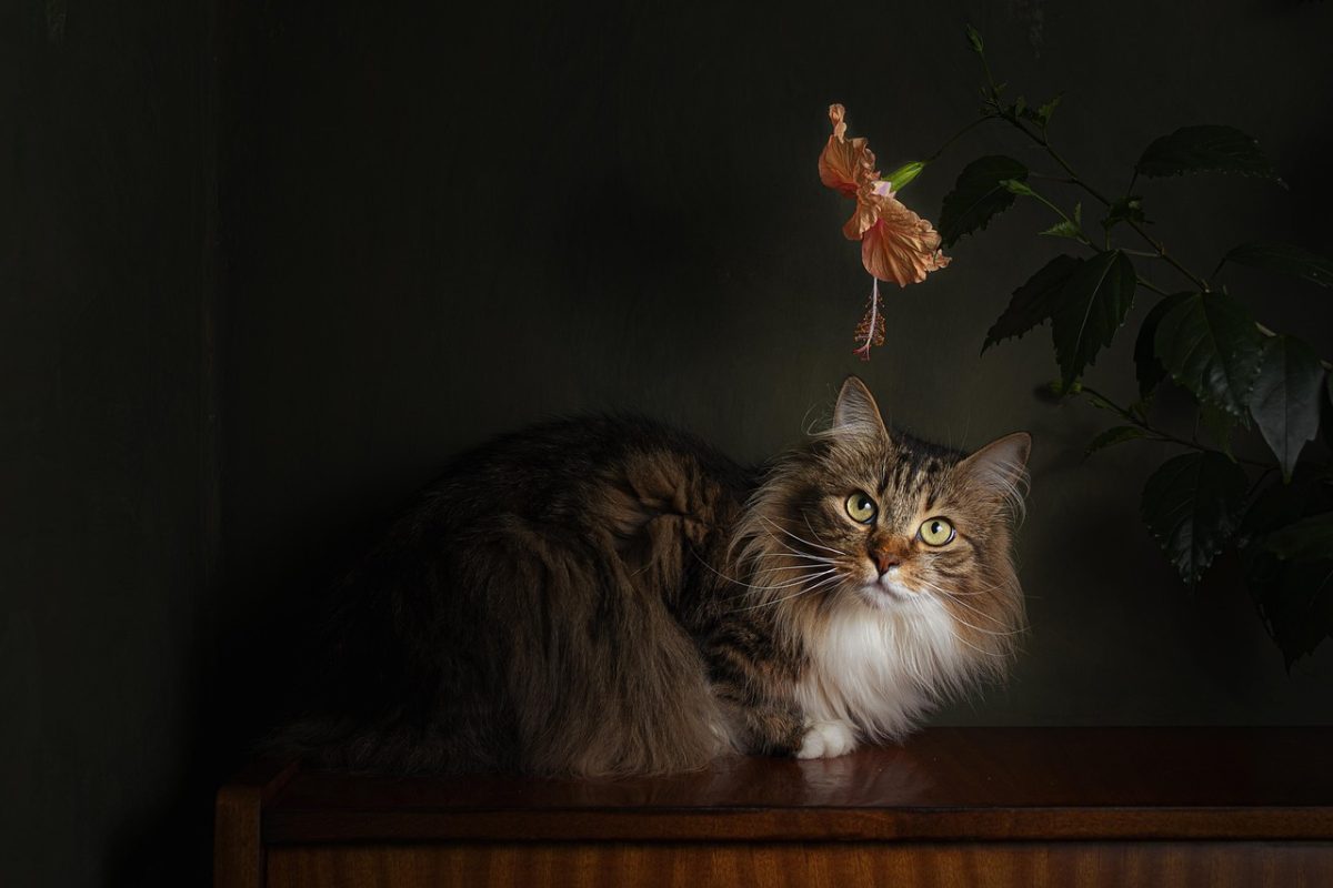 cat, wallpaper hd, desktop backgrounds, mac wallpaper, hd wallpaper, full hd wallpaper, windows wallpaper, pet, laptop wallpaper, 4k wallpaper, flower wallpaper, floral background, beautiful flowers, free wallpaper, animal, flower background, flower, beautiful wallpaper, cool backgrounds, 4k wallpaper 1920x1080, nature, free background, wallpaper 4k, hibiscus, dark, background