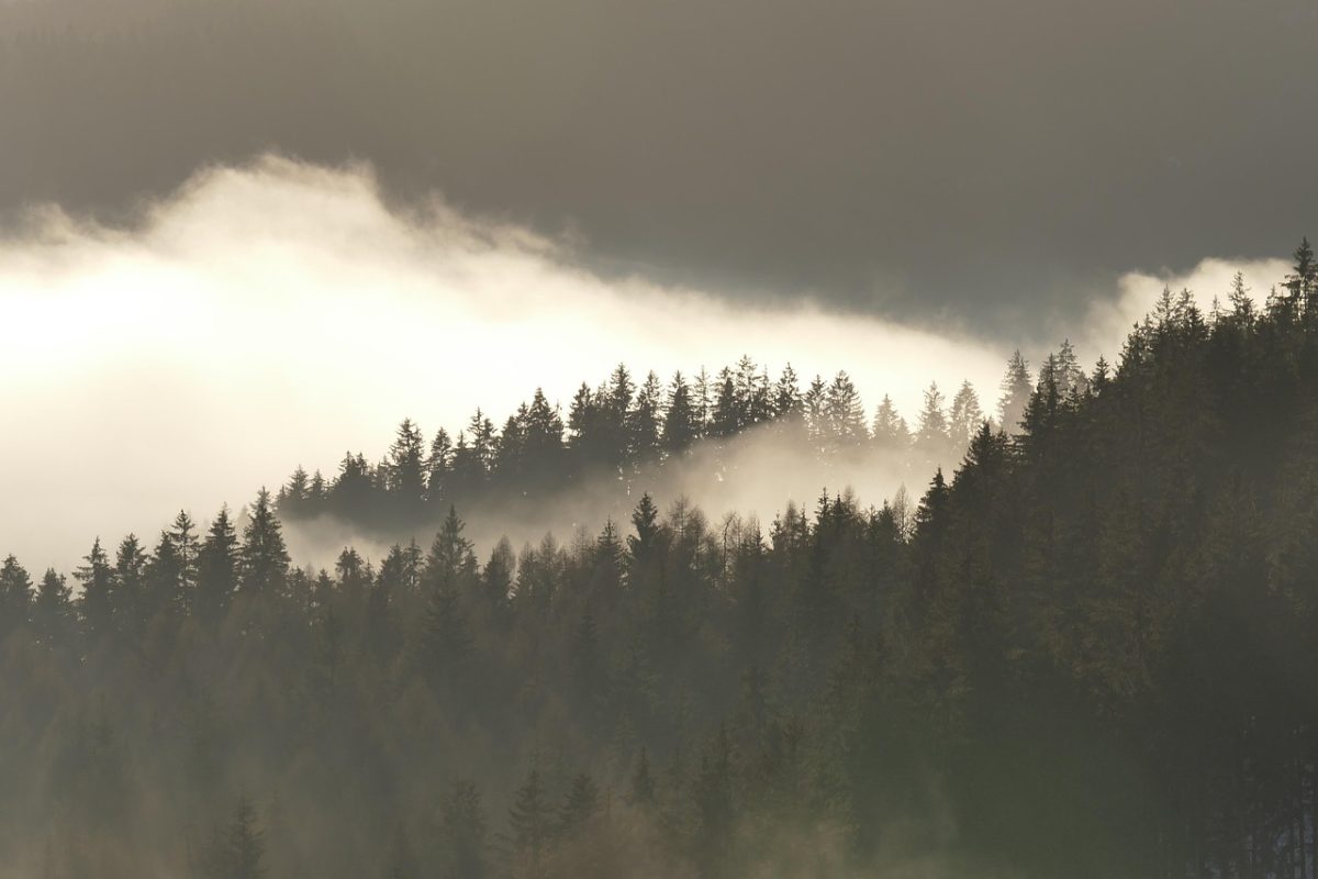 forest, nature, fog, monochrome, landscape