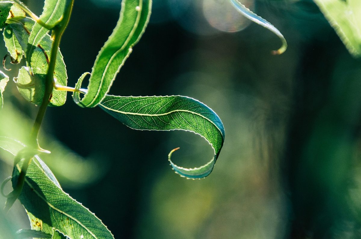 leaf, plant, green, garden, texture, nature