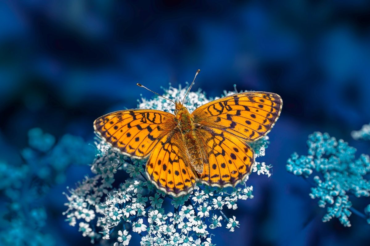 butterfly, 4k wallpaper 1920x1080, insect, free wallpaper, springtime, environment, beautiful wallpaper, full hd wallpaper, free background, close up, 4k wallpaper, cool backgrounds, wallpaper 4k, wallpaper hd, grass, mac wallpaper, plant, windows wallpaper, desktop backgrounds, floral background, wildlife, entomologist, background, laptop wallpaper, hd wallpaper, nature, macro