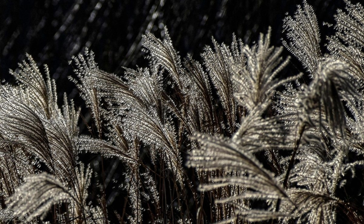 reeds, grass, field, meadow, flora, nature