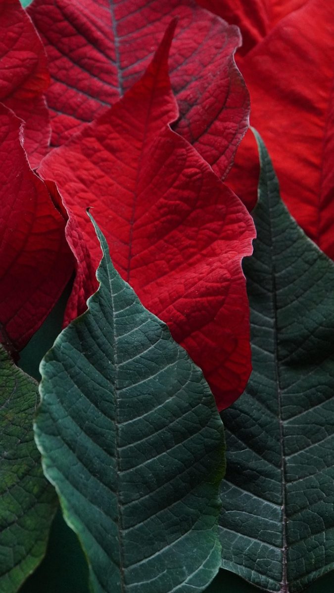 leaves, poinsettia, beautiful wallpaper, plant, christmas star, red leaves, green leaves, floral background, nature, background, foliage