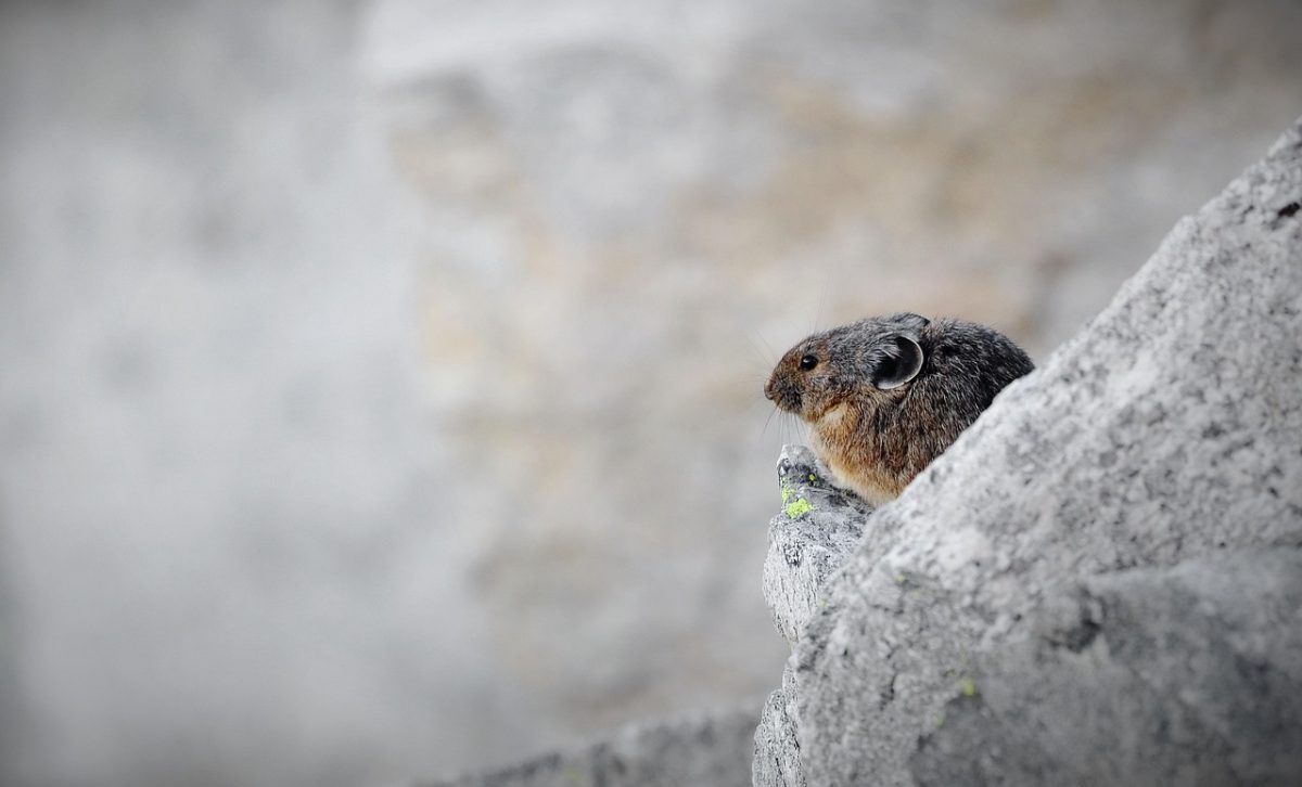 pika, animal, mammal, nature, wild, wildlife, rock, cony, coney, rodent, copy space