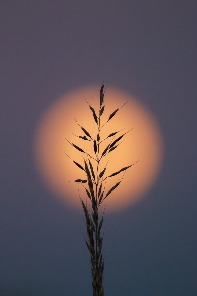 grain, moon, silhouette, dusk, grain straw, nature, oats