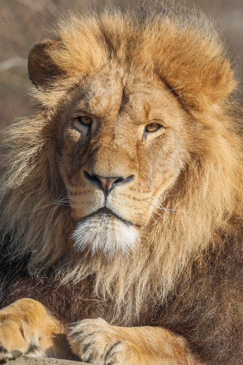 lion, big cat, animal, feline, predator, hunter, wildlife, nature