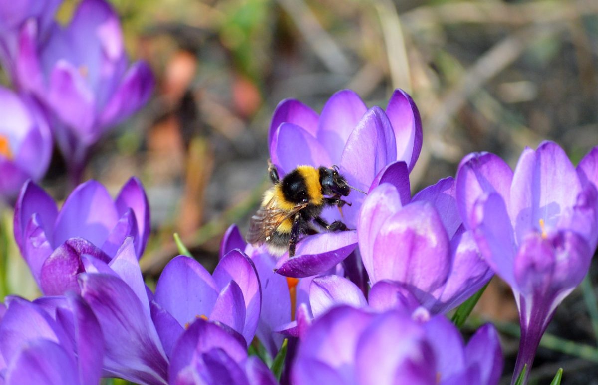bumblebee, crocuses, bee, insect, blossoms, pollen, plants, purple flowers, petals, early bloomer, spring flowers, beginning of spring, spring awakening, spring, garden, flora, botany, blooms, crocus, nature