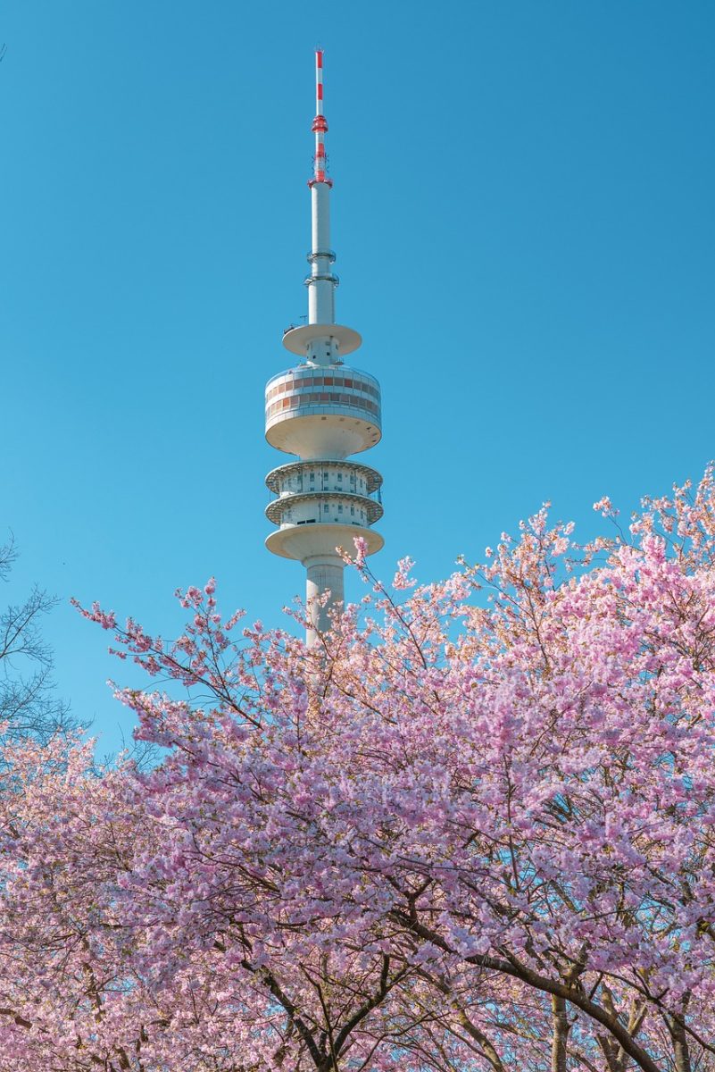 olympic tower munich, olympia tower, olympic park, munich, television tower, architecture, spring, cherry tree, blossoms, nature, outdoors, ornamental cherry, cherry blossom, mobile wallpaper, iphone background
