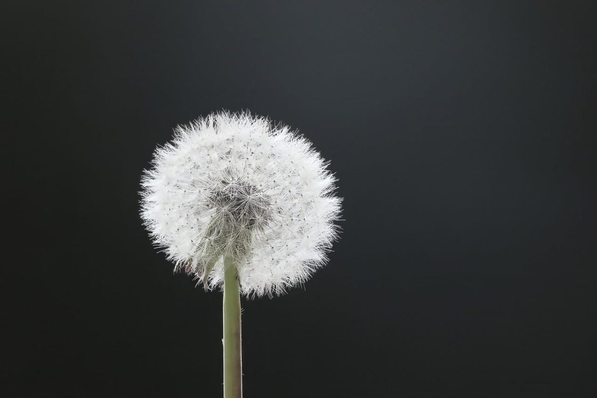dandelion, flower background, blow, wish you, 4k wallpaper, windows wallpaper, flying, wallpaper hd, seeds, wish, mac wallpaper, hd wallpaper, meadow, desktop backgrounds, beautiful wallpaper, wallpaper 4k, background, 4k wallpaper 1920x1080, cool backgrounds, shining, free wallpaper, light, sun, the shade, nature, beautiful flowers, floral background, flower, full hd wallpaper, flower wallpaper, flying seeds, free background, laptop wallpaper, bloom