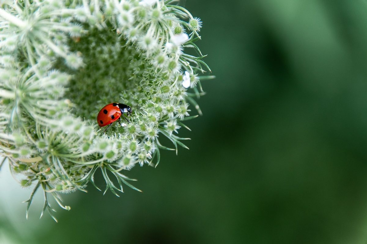 flower, beetle, insect, flower background, beautiful nature, nature background, nature, hd background, full hd wallpaper, flower wallpaper, hd wallpaper, beautiful flowers, desktop backgrounds, nature wallpaper