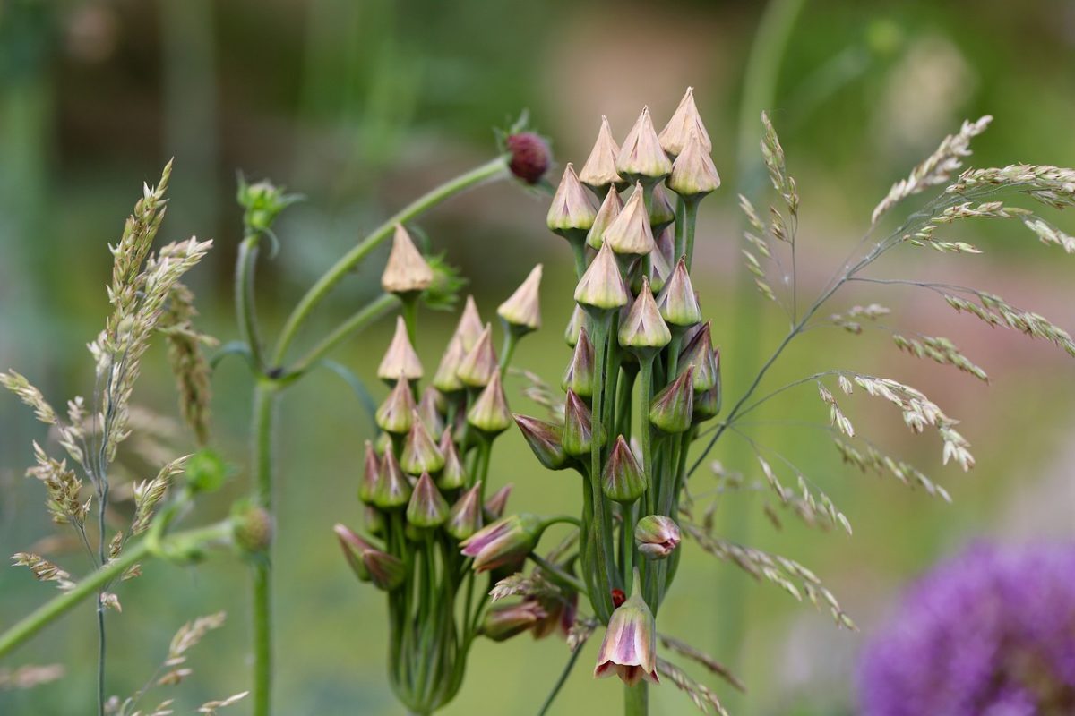 leek, allium, faded, fruit stands, seed pods, plant, background, nature, grasses