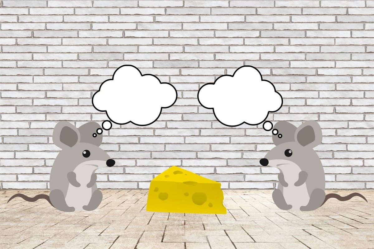 mice, rodents, mammals, small, animals, cute, cheese, cartoon, copy space, mouse, nature, fur, greeting card, fun, funny, conversation, communication, talking