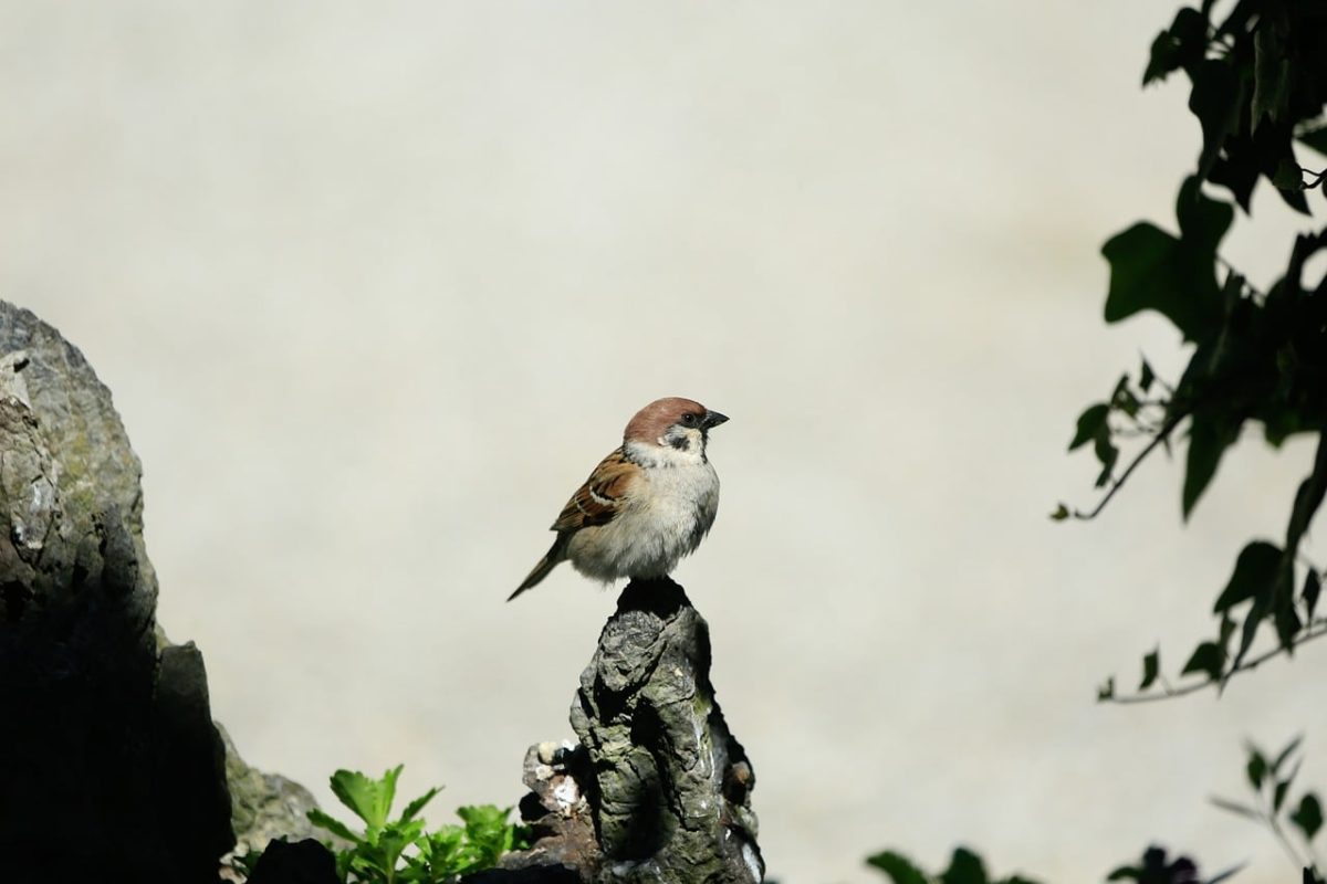 sparrow, bird, nature, wildlife, plumage, songbird, feathers, ornithology, beak, bird watching, close up