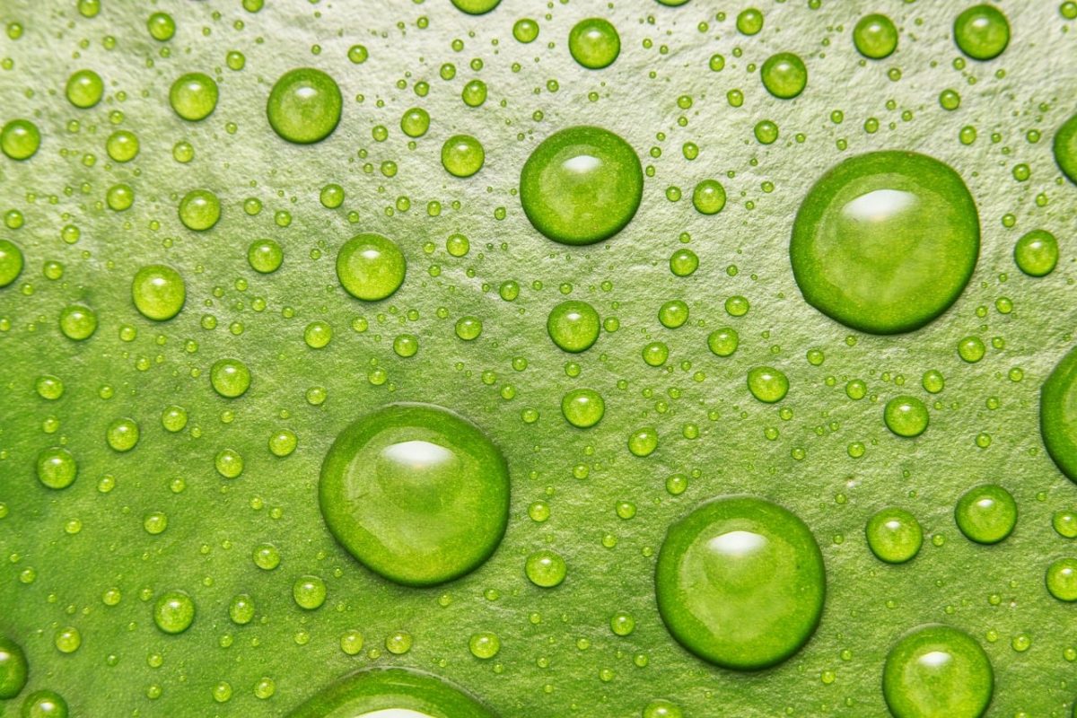 droplets, abstract, closeup, environment, fresh, green, leaf, macro, natural, plant, beautiful flowers, rain, raindrop, flora, aquatic, flower background, lily, organic, lilly, flower wallpaper, flower, nature, water droplets, botanical, bloom, water, lilypad, close