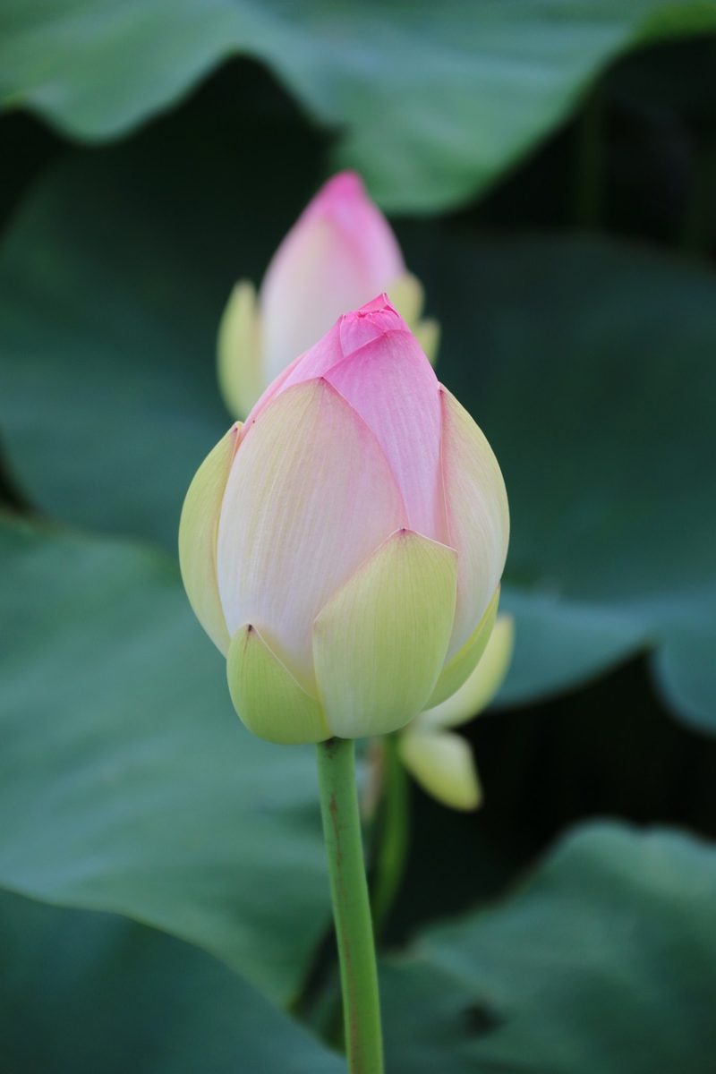 lotus, pond, plant, leaf, background, abstract, nature, flower buds
