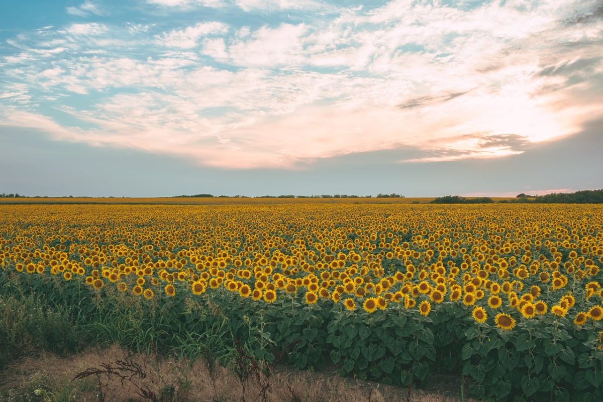 agriculture, wallpaper hd, background, blooming, 4k wallpaper 1920x1080, laptop wallpaper, colorful, countryside, cultivated, environment, farmland, 4k wallpaper, field, beautiful nature, fields, windows wallpaper, golden, beautiful wallpaper, nature wallpaper, full hd wallpaper, mac wallpaper, growth, landscape, floral background, free background, free wallpaper, nature background, nature, outdoor, plant, wallpaper 4k, cool backgrounds, rural, scenery, summer, sunflower, sunny, vibrant, wallpaper, desktop backgrounds, hd wallpaper, yellow