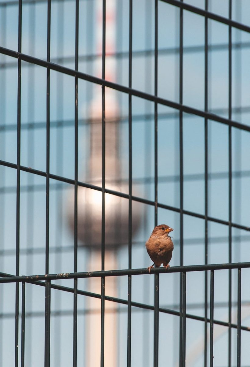 bird, sparrow, berlin, television tower, nature, grid, background, structure, cage, template, beautiful wallpaper, hd background