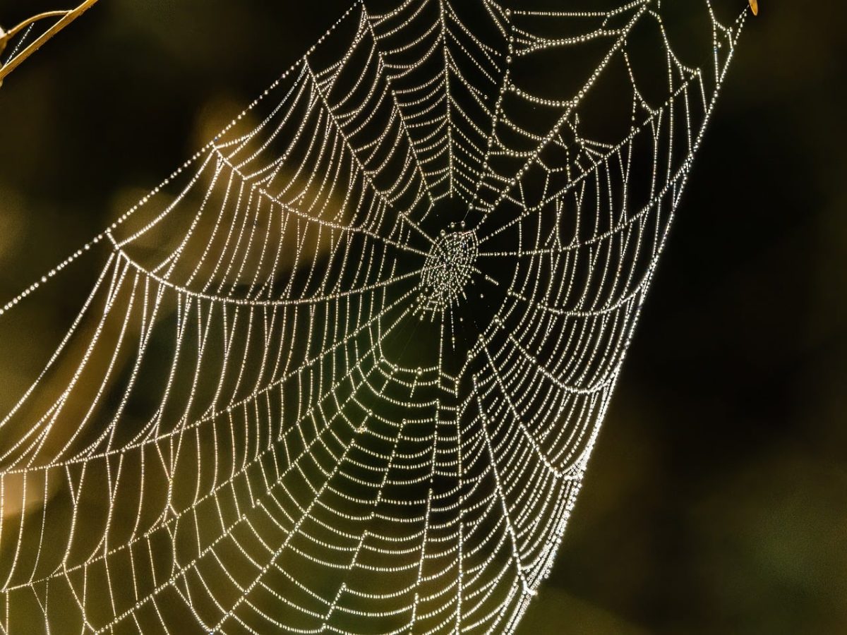 spider web, web, nature, cobweb, dew, morning, dewdrops, arachnid, spiderweb, droplets, backlit, uk