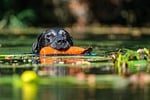 labrador, dog, animal, pet, dummy, water, black, hunts, retriever, training, sports, working-test, to mark, work, nature, work line