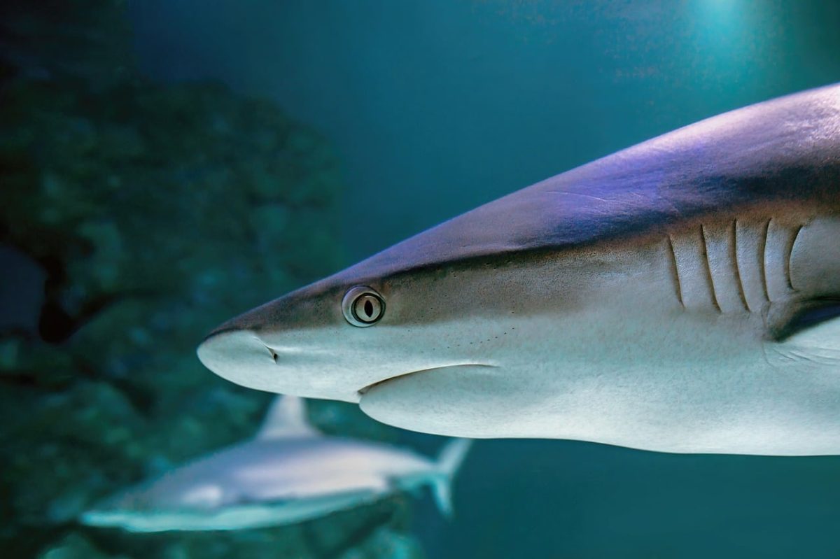 shark, nature, grey reef shark, gray reef shark, underwater, sea, aquarium, australia, dangerous, predator, cairns aquarium, shark eye