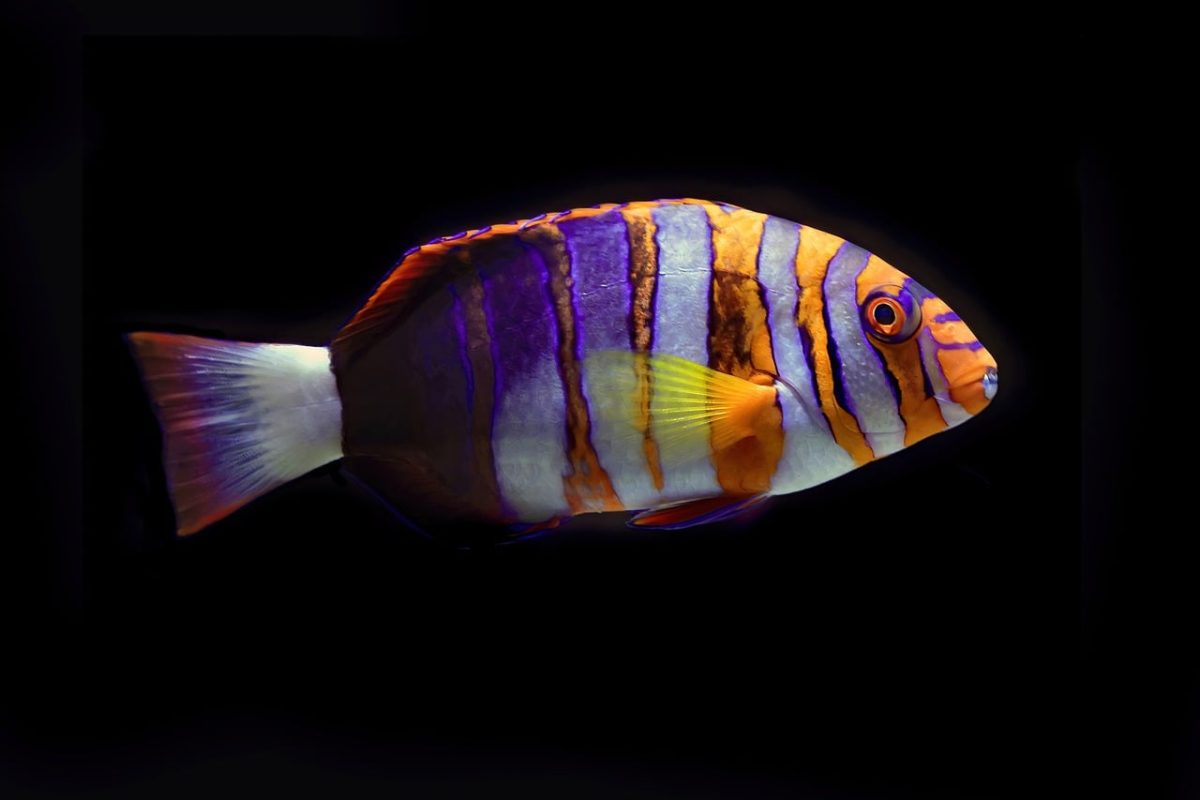 fish, aquarium, underwater, swimming, reef fish, coral reef fish, colourful fish, colorful fish, tuskfish, harlequin tuskfish