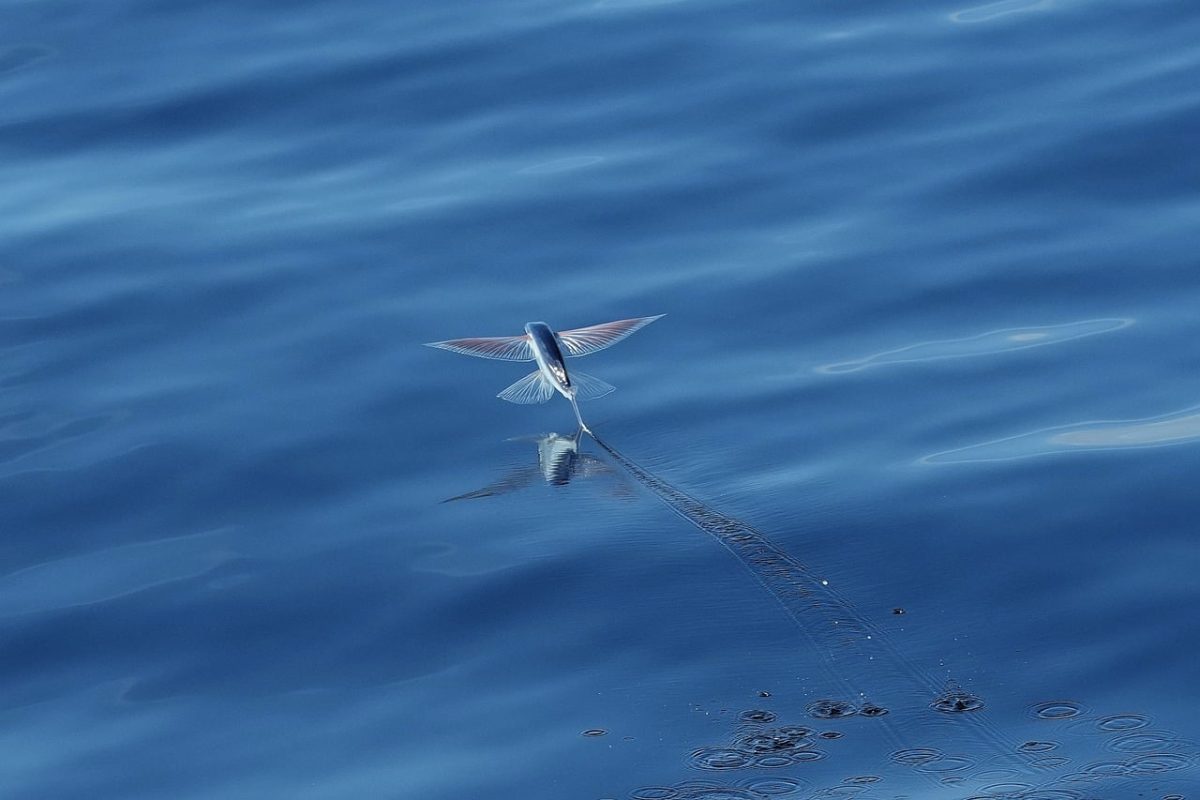 flying fish, fishes, flying, sea, nature, water, swim