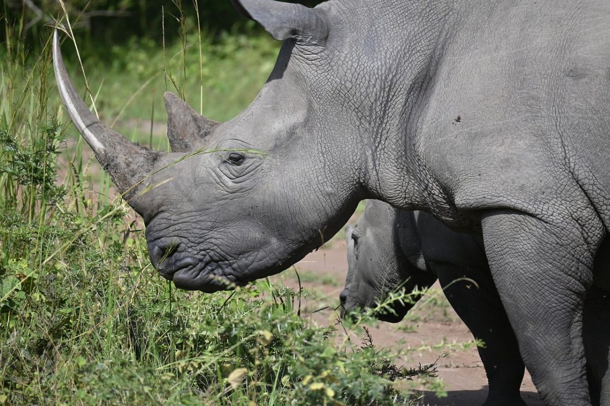 rhino, rhinoceros, nature, animal, wildlife, mammal, zoo, africa, pachyderm, wilderness, safari, wild, horns, magdeburg, calf, kenya, grass, game drive, zambia, game, drive, tourism, sport, impala