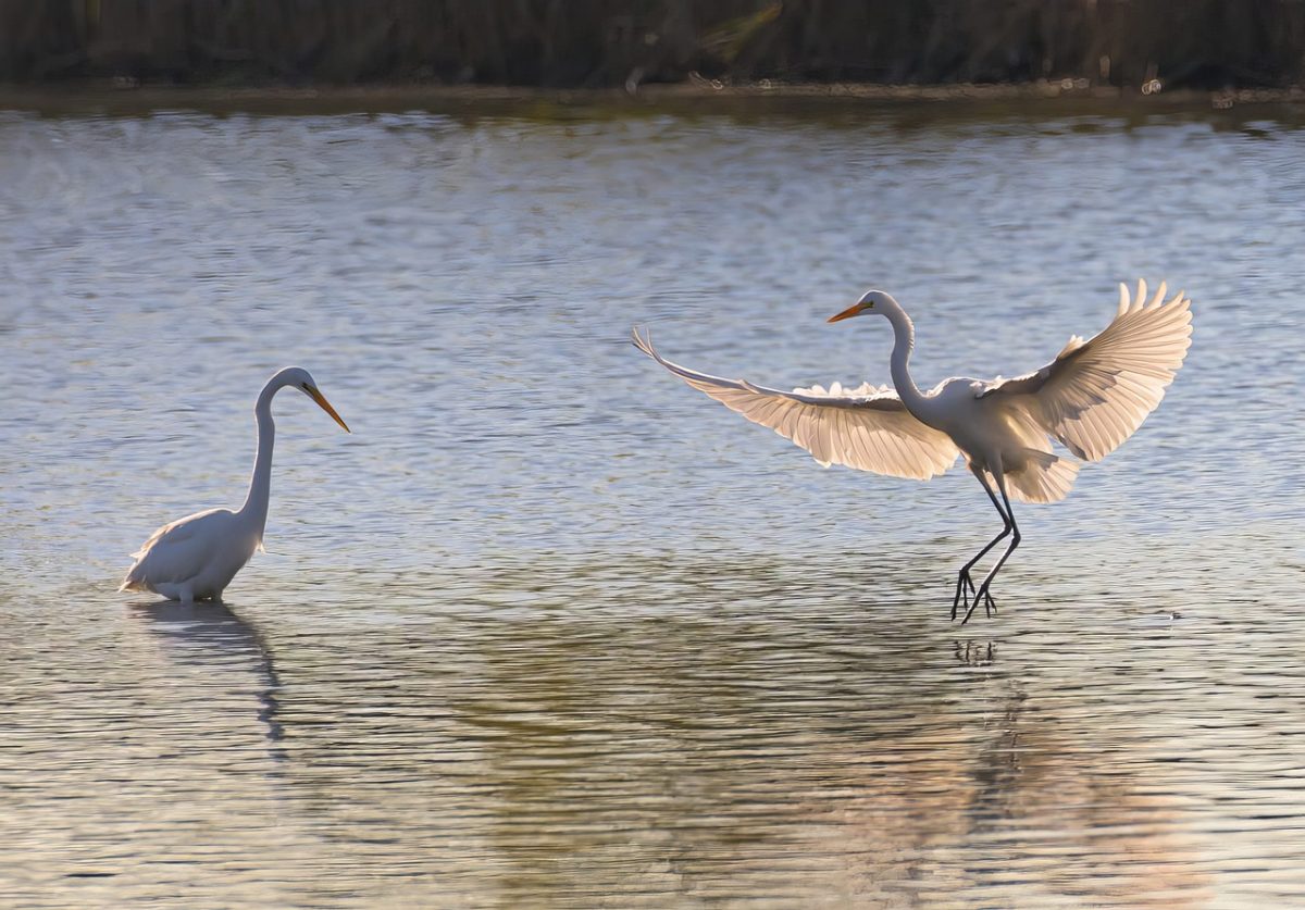 bird, heron, stork, crane, wings, food, hunting, water, fish, surface, wildlife