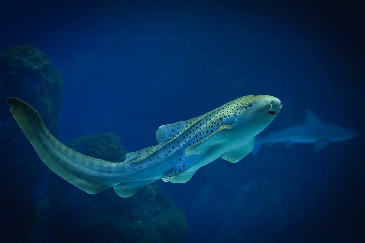shark, leopard shark, fish, nature, aquarium, water, underwater