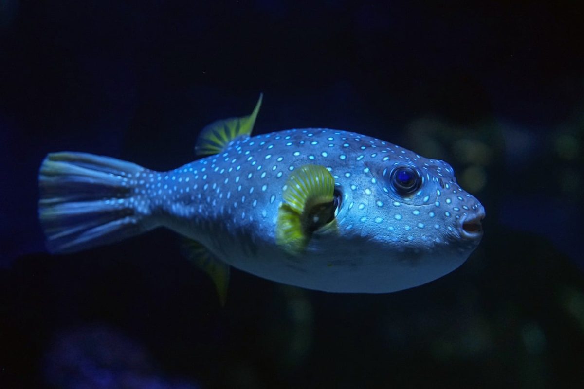 puffer fish, nature, animal, underwater, aquarium, fishes, tropical