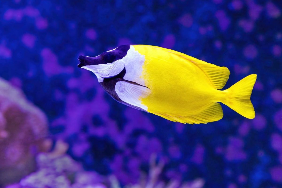 fish, aquarium, rabbitfish, foxface rabbitfish, yellow, yellow fish, tropical fish, reef fish, underwater, sea, reef, ocean, tank, colorful, tropical