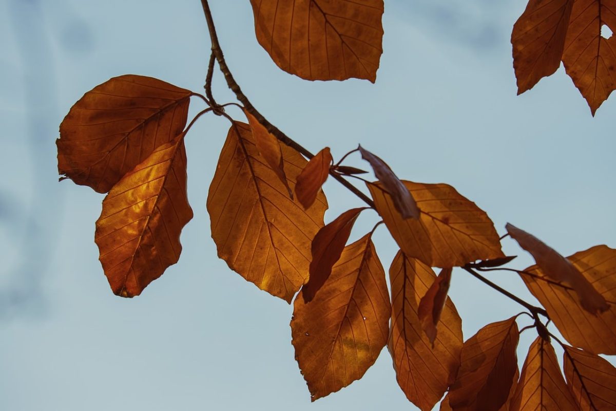 autumn, mac wallpaper, leaves, 4k wallpaper 1920x1080, hd wallpaper, cool backgrounds, beech, autumn colors, nature, laptop wallpaper, background, clear sky, beautiful wallpaper, wallpaper 4k, branches, light, outdoor, 4k wallpaper, happy, wallpaper hd, colorful, environment, sunlight, windows wallpaper, natural beauty, calm, free background, season, full hd wallpaper, beauty, autumn foliage, desktop backgrounds, free wallpaper, rural scenery