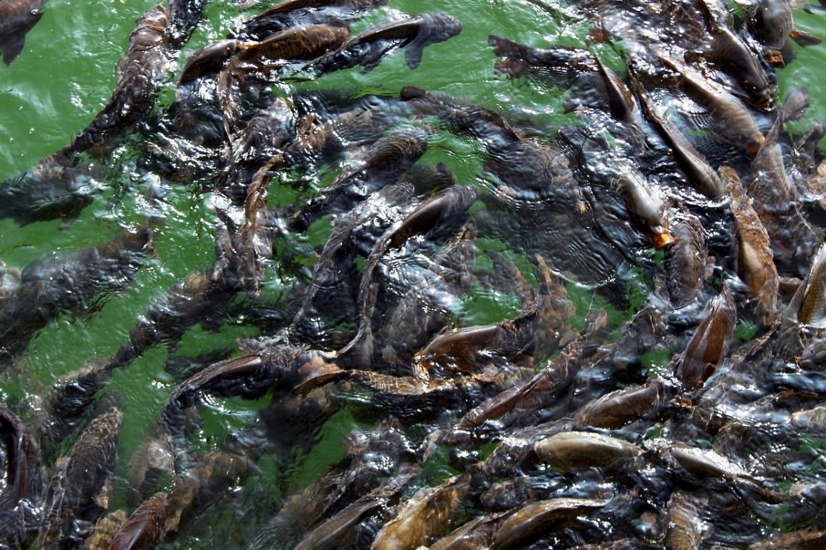fish, lake, nature, nainital, uttarakhand, water, landscape, place, india