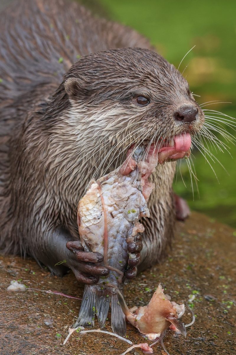 otter, nature, animal, water