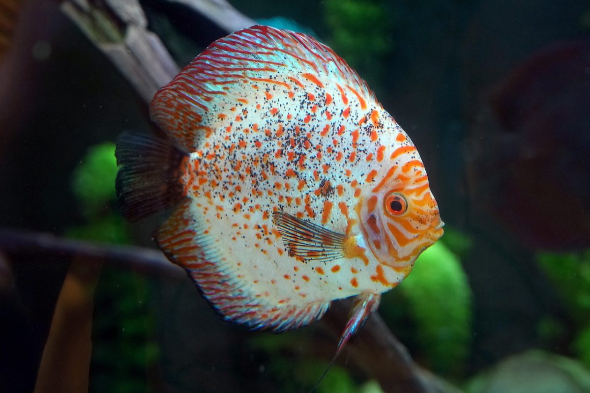 discus fish, fish, aquarium, fishes, underwater, discus cichlid, perch, multicoloured