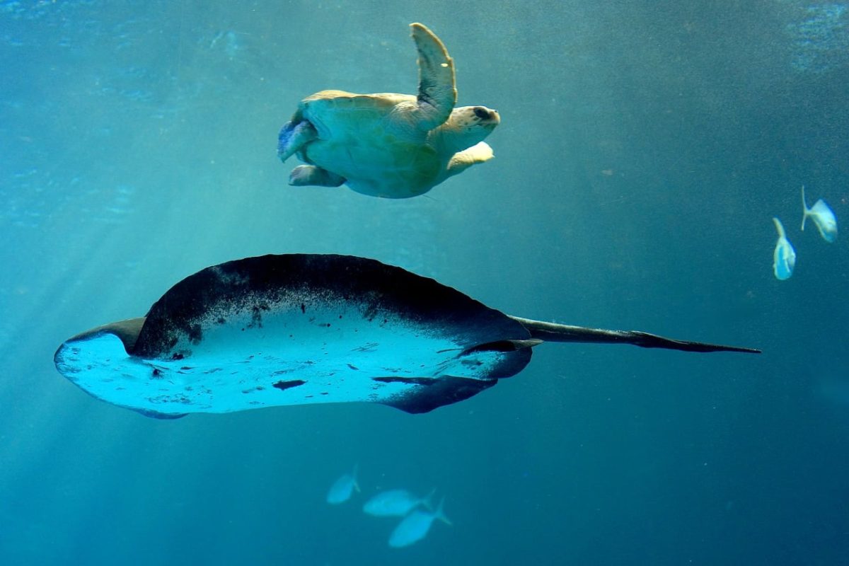 smelled, tortoise, encounter, fishes, underwater, water, aquarium