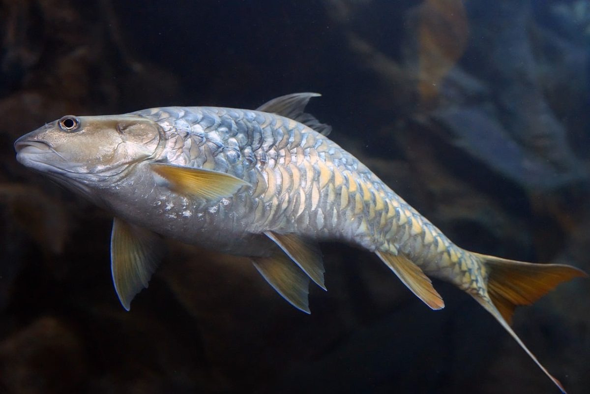 dandruff, fish, carp, fishes, silver, glittering, rivers