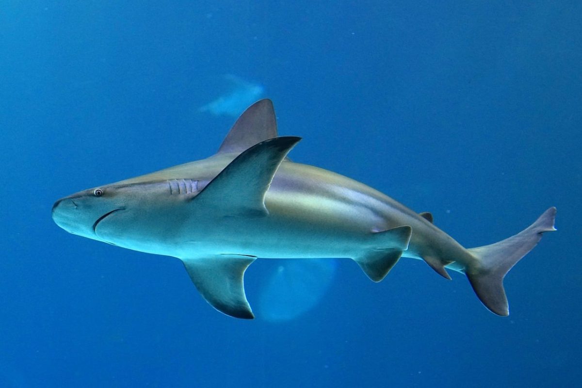 shark, maul, animal, wildlife, fish, rivers, danger, attention
