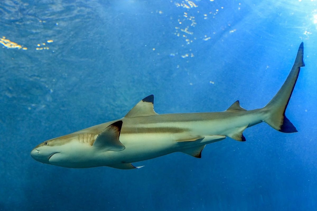 shark, maul, animal, wildlife, fish, rivers, danger, attention