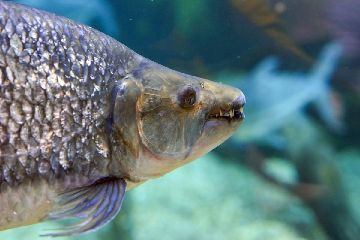 fish, head, teeth, nature, predatory fish, tetra, water, underwater