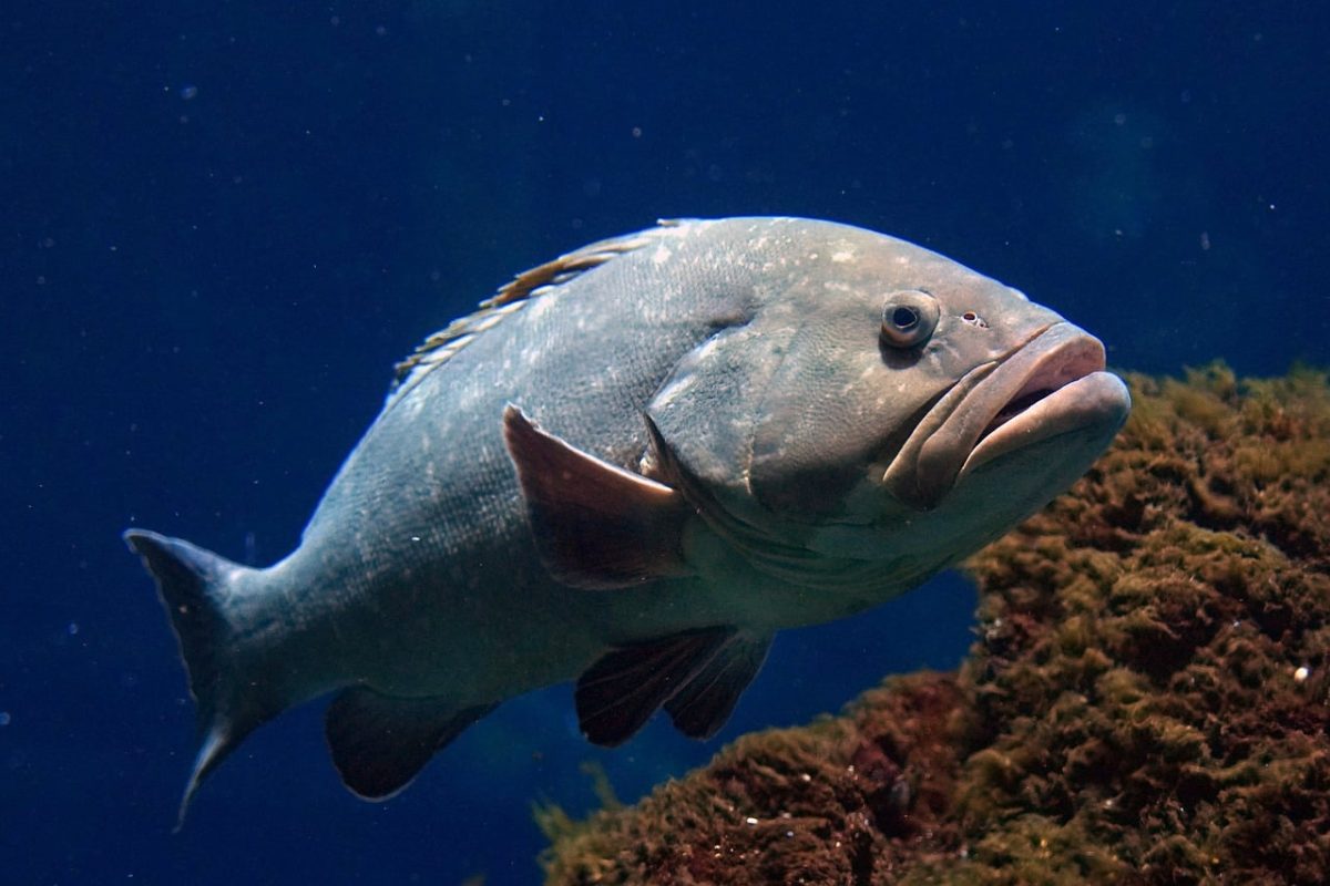 perch, grouper, fish, aquarium, maul, wildlife, animal portrait
