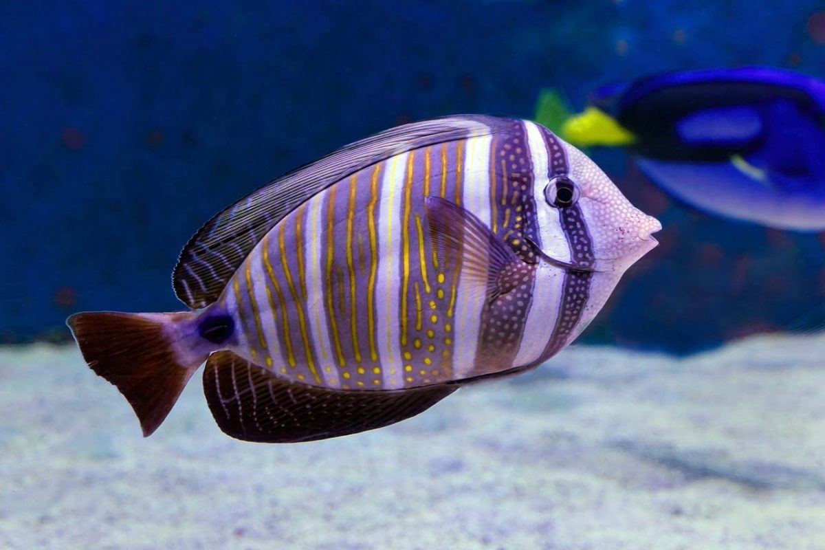 sailfin tang, fish, aquarium, tang, tropical, surgeonfish, cairns aquarium, underwater, stripy fish, reef fish
