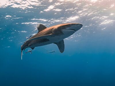 fishes, shark, oceanic whitetip shark, oceanic white tip, longi manus, dive, sea, nature, underwater, water, ocean, egypt