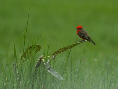 bird, red, green, nature, grass, twig, green background, blooming, graceful, wildlife, biotope, passerine, bird habitat, beauty, smoothness, ornithology, distant view, bird with red head, insect