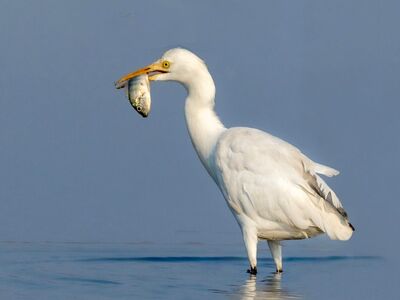 bird, animal, egret, feather, white, beak, heron, nature, water, wetland, wild, wildlife, feeding, plumage, portrait, beauty, blue, closeup, lake, water bird, australia, florida, predator, darwin, fish