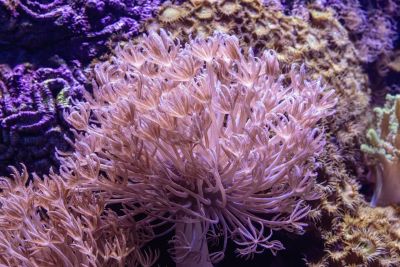 coral, anemone, sea anemone, underwater, reef, coral reef, aquarium, nature, sea, cairns aquarium