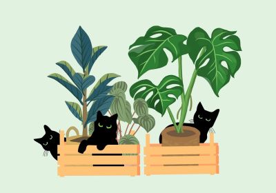 plants, monstera, crates, cats, pet, nature, botanical, drawing, background